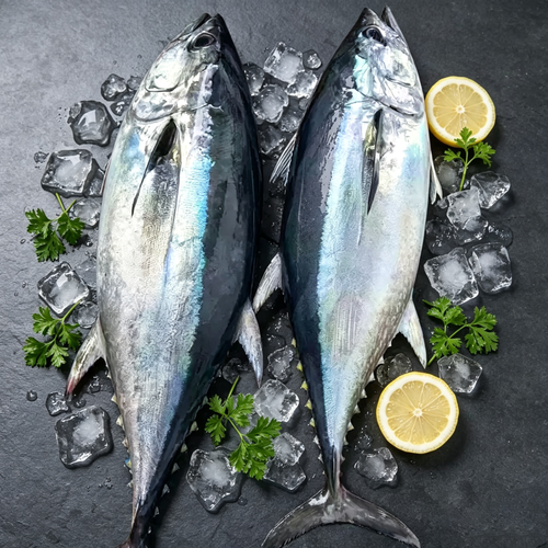 Fresh Tuna