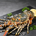 Live Lobster