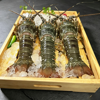 Live Lobster